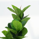 Leaf Fig Artificial Plant