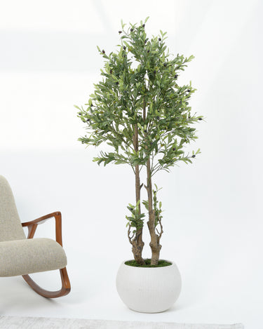Olive Tree with Natural Trunk