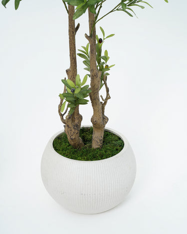 Olive Tree with Natural Trunk