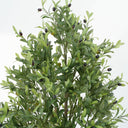 Olive Tree with Natural Trunk