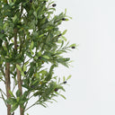 Olive Tree with Natural Trunk