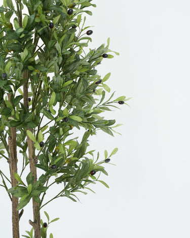 Olive Tree with Natural Trunk