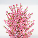 Pink Cherry Blossom Artificial Plant (With Pot)