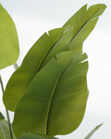 Schefflera Arboricola Artificial Plant