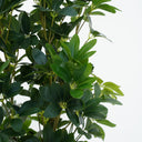 Schefflera Arboricola Artificial Plant