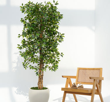 Ficus Artificial Plant