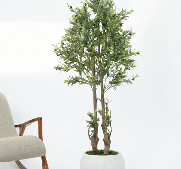 Olive Tree with Natural Trunk