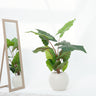Alocasia Artificial Plant