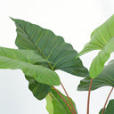 Alocasia Artificial Plant