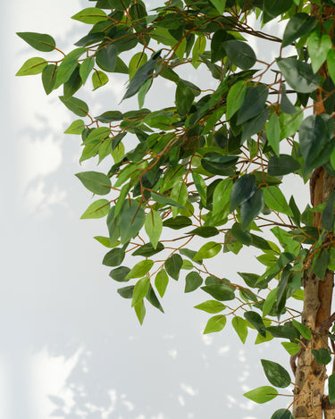 Ficus Artificial Plant