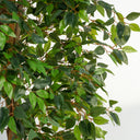 Ficus Artificial Plant