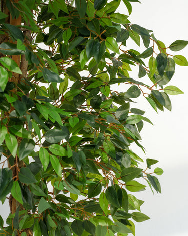 Ficus Artificial Plant