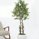 Olive Tree with Natural Trunk