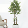 Olive Tree with Natural Trunk