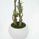 Olive Tree with Natural Trunk