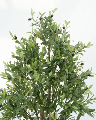 Olive Tree with Natural Trunk