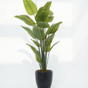 Schefflera Arboricola Artificial Plant