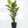 Schefflera Arboricola Artificial Plant