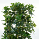 Schefflera Arboricola Artificial Plant