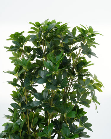 Schefflera Arboricola Artificial Plant