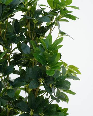 Schefflera Arboricola Artificial Plant