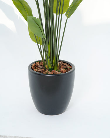 Schefflera Arboricola Artificial Plant