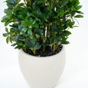 Schefflera Arboricola Artificial Plant